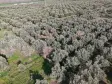 MANİSA TURGUTLU MUSALARYENİKÖY’DE 16 DÖNÜM VERİMLİ ZEYTİNLİK