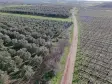 MANİSA TURGUTLU MUSALARYENİKÖY’DE 16 DÖNÜM VERİMLİ ZEYTİNLİK