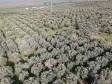 MANİSA TURGUTLU MUSALARYENİKÖY’DE 16 DÖNÜM VERİMLİ ZEYTİNLİK