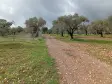 TORBALI BATI GAYRİMENKUL DEN DAĞKIZILCA DA TARLA