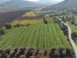 İZMİR ÇAKALTEPEDE 10.540 M2 TEKTAPU ASFALT CEPHE 200 ZEYTİN 200 CEVİZ AĞAÇLI YATIRIMLIK ARAZİ