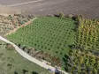 İZMİR ÇAKALTEPEDE 10.540 M2 TEKTAPU ASFALT CEPHE 200 ZEYTİN 200 CEVİZ AĞAÇLI YATIRIMLIK ARAZİ