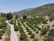 AHMETBEYLİDE SATILIK TEKTAPU 10.400 M2 SAHİLE YAKIN ÇİFTLİK VE BAHÇE