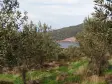 15 dönüm -deniz &#38; gölet manzaralı - 250 ağaçlı zenginlik