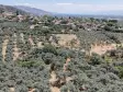 BAYINDIR KIZILCAOVADA SATILIK TEKTAPU KÖYÜN DİBİNDE 2.133 M2 HESAPLI ZEYTİNLİK