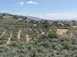 BAYINDIR KIZILCAOVADA SATILIK TEKTAPU KÖYÜN DİBİNDE 2.133 M2 HESAPLI ZEYTİNLİK