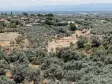 BAYINDIR KIZILCAOVADA SATILIK TEKTAPU KÖYÜN DİBİNDE 2.133 M2 HESAPLI ZEYTİNLİK