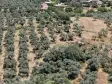 BAYINDIR KIZILCAOVADA SATILIK TEKTAPU KÖYÜN DİBİNDE 2.133 M2 HESAPLI ZEYTİNLİK
