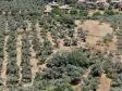 BAYINDIR KIZILCAOVADA SATILIK TEKTAPU KÖYÜN DİBİNDE 2.133 M2 HESAPLI ZEYTİNLİK