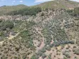 İZMİR YENİKÖYDE SATILIK TEKTAPU 9.050 M2 ANAYOLA KÖYE YAKIN KELEPİR ZEYTİNLİK