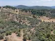 İZMİR YENİKÖYDE SATILIK TEKTAPU 9.050 M2 ANAYOLA KÖYE YAKIN KELEPİR ZEYTİNLİK