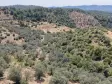 İZMİR YENİKÖYDE SATILIK TEKTAPU 9.050 M2 ANAYOLA KÖYE YAKIN KELEPİR ZEYTİNLİK