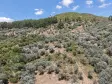 İZMİR YENİKÖYDE SATILIK TEKTAPU 9.050 M2 ANAYOLA KÖYE YAKIN KELEPİR ZEYTİNLİK