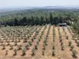 İZMİR YEŞİLKÖYDE SATILIK TEKTAPU 5.157 M2 HAVAALANINA YAKIN HARİKA ÇİFTLİK