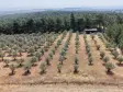 İZMİR YEŞİLKÖYDE SATILIK TEKTAPU 5.157 M2 HAVAALANINA YAKIN HARİKA ÇİFTLİK