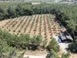 İZMİR YEŞİLKÖYDE SATILIK TEKTAPU 5.157 M2 HAVAALANINA YAKIN HARİKA ÇİFTLİK