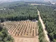 İZMİR YEŞİLKÖYDE SATILIK TEKTAPU 5.157 M2 HAVAALANINA YAKIN HARİKA ÇİFTLİK