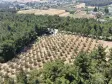 İZMİR YEŞİLKÖYDE SATILIK TEKTAPU 5.157 M2 HAVAALANINA YAKIN HARİKA ÇİFTLİK