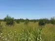 Emlak Atölyesinden | Ören&#38;#39;de Satılık 9557 m2 Tek Tapu Bahçe