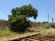 Emlak Atölyesinden | Ören&#38;#39;de Satılık 9557 m2 Tek Tapu Bahçe