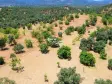 GERMENCİK&#39;TE YATIRIMA VE TARIMA UYGUN SATILIK İNCİR TARLASI