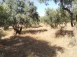 Emlak Atölyesinden Armutlu&#39;da Satılık 6056 M2 Tek Tapu Zeytinlik