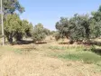Emlak Atölyesinden Armutlu&#39;da Satılık 6056 M2 Tek Tapu Zeytinlik