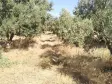 Emlak Atölyesinden Armutlu&#39;da Satılık 6056 M2 Tek Tapu Zeytinlik