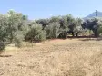 Emlak Atölyesinden Armutlu&#39;da Satılık 6056 M2 Tek Tapu Zeytinlik