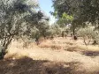 Emlak Atölyesinden Armutlu&#39;da Satılık 6056 M2 Tek Tapu Zeytinlik