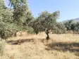 Emlak Atölyesinden Armutlu&#39;da Satılık 6056 M2 Tek Tapu Zeytinlik