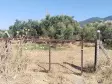 Emlak Atölyesinden Armutlu&#39;da Satılık 6056 M2 Tek Tapu Zeytinlik