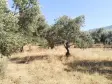 Emlak Atölyesinden Armutlu&#39;da Satılık 6056 M2 Tek Tapu Zeytinlik