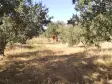 Emlak Atölyesinden Armutlu&#39;da Satılık 6056 M2 Tek Tapu Zeytinlik