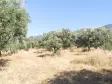Emlak Atölyesinden Armutlu&#39;da Satılık 6056 M2 Tek Tapu Zeytinlik