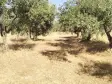 Emlak Atölyesinden Armutlu&#39;da Satılık 6056 M2 Tek Tapu Zeytinlik