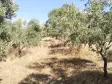Emlak Atölyesinden Armutlu&#39;da Satılık 6056 M2 Tek Tapu Zeytinlik