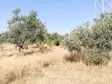 Emlak Atölyesinden Armutlu&#39;da Satılık 6056 M2 Tek Tapu Zeytinlik