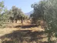 Emlak Atölyesinden Armutlu&#39;da Satılık 6056 M2 Tek Tapu Zeytinlik
