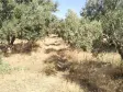 Emlak Atölyesinden Armutlu&#39;da Satılık 6056 M2 Tek Tapu Zeytinlik