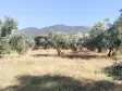 Emlak Atölyesinden Armutlu&#39;da Satılık 6056 M2 Tek Tapu Zeytinlik