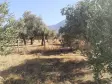 Emlak Atölyesinden Armutlu&#39;da Satılık 6056 M2 Tek Tapu Zeytinlik