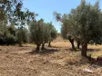 Emlak Atölyesinden Ansızca&#39;da Satılık 1833 m2 Bahçe