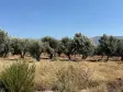 Emlak Atölyesinden Ansızca&#39;da Satılık 1833 m2 Bahçe