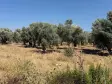 Emlak Atölyesinden Ansızca&#39;da Satılık 1833 m2 Bahçe