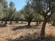 Emlak Atölyesinden Ansızca&#39;da Satılık 1833 m2 Bahçe