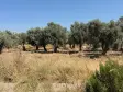 Emlak Atölyesinden Ansızca&#39;da Satılık 1833 m2 Bahçe
