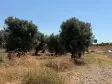 Emlak Atölyesinden Ansızca&#39;da Satılık 1833 m2 Bahçe