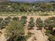 MENDERES DEREKÖYDE SATILIK 460 M2 TAPULU MERKEZE YAKIN ÇEVRİLİ HARİKA BAHÇE