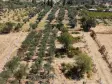MENDERES DEREKÖYDE SATILIK 460 M2 TAPULU MERKEZE YAKIN ÇEVRİLİ HARİKA BAHÇE